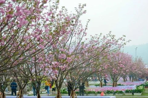 Sakura blossoms on display at VN-Japan cultural festival this weekend