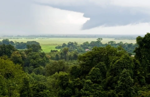 Laos signs Asian Forest Cooperation Organisation agreement