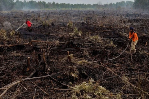 UN praises Indonesia’s efforts to restore peatlands