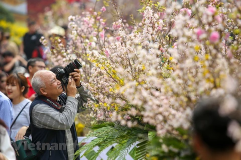 Japanese cherry blossom festival in Hanoi extends to March 27 