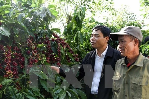 Vietnam’s coffee exports rake in 1 billion USD in Q1