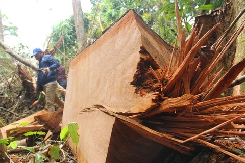 Illegal logging discovered in central Quang Nam province