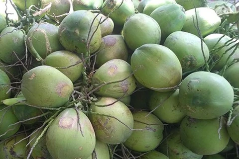 Southern province to boost coconut exports