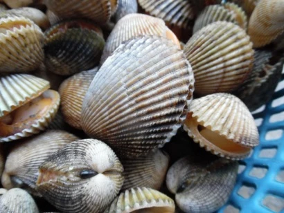 Binh Thuan bans mollusk, bivalve catching temporarily