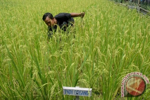 Indonesia works to modernize rice sector