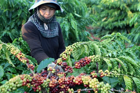 Central Highlands develops long-term industrial crops