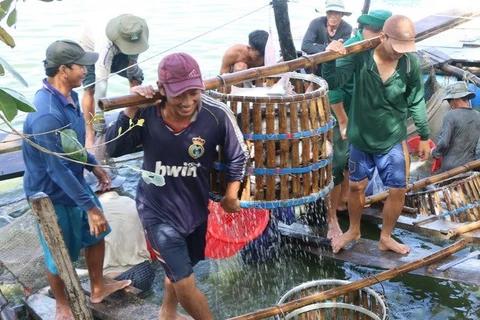 Three-tier cooperation plan to boost tra fish quality approved 
