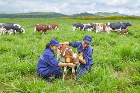 Vinamilk to build four hi-tech dairy farms in Thanh Hoa