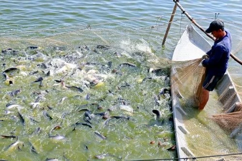 Farmers in Dong Thap province bet on tra fish
