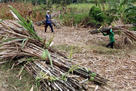 Sugarcane farmers in Mekong Delta suffer losses due to low prices