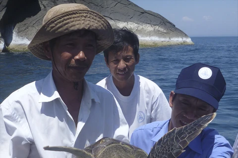Hatchery project to save sea turtles in Cu Lao Cham