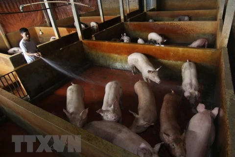 Australia helps Vietnam with slaughtering management, skills