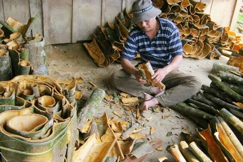Quang Nam cinnamon seeks a spot on the world stage