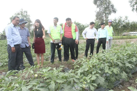 Hau Giang, RoK foundation work to apply high tech in agriculture