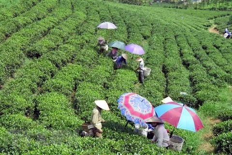 Low quality, lack of brand names remain biggest barriers to tea exports