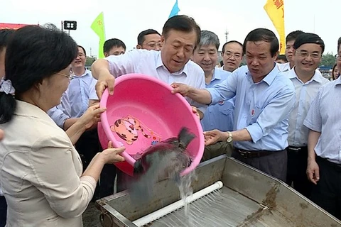 Vietnam, China jointly release young fish into Tonkin Gulf