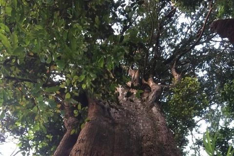 Century-old tree preserved in Ha Tinh national park