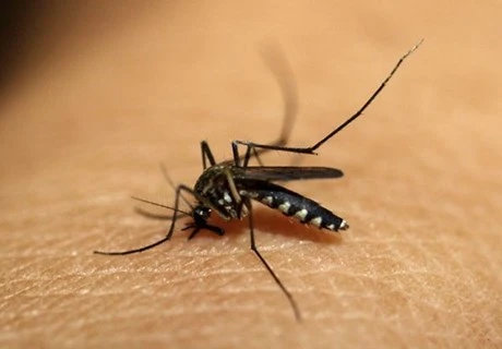 Southeast Asian nations, China pledge to fight malaria 