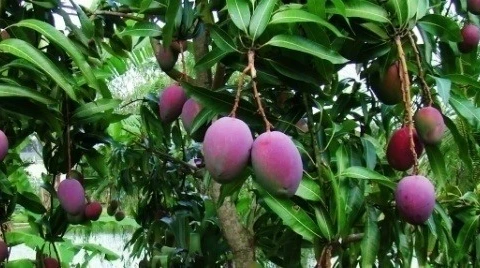Vietnam exports three-coloured mangos to Australia