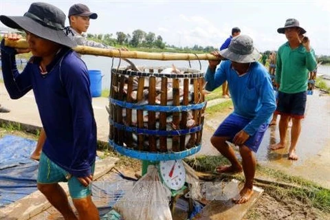 Mekong Delta authorities improve management of Tra fish breeding 