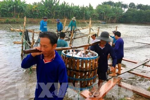 Tien Giang province breeds more tra fish on alluvial areas