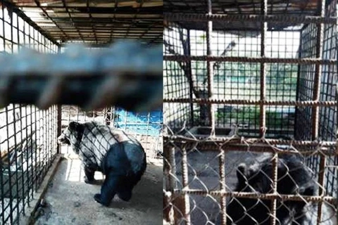 Can Tho reports no bears in captivity 