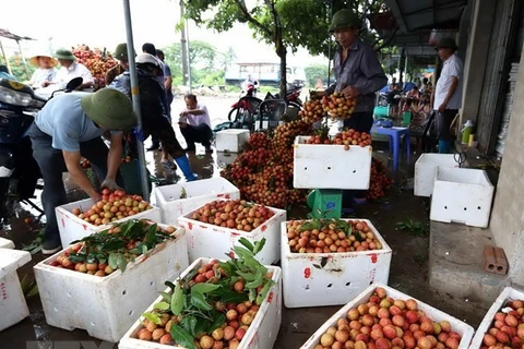 Thanh Ha litchis to be introduced to customers in Hanoi