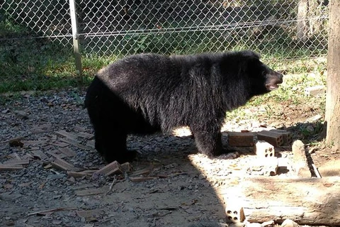 More Asian black bears in captivity in Lam Dong released 