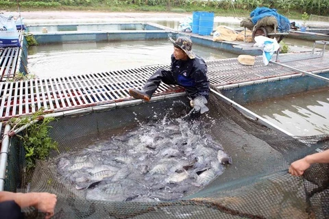 Hanoi sets up large-scale aquatic farming areas in eight districts