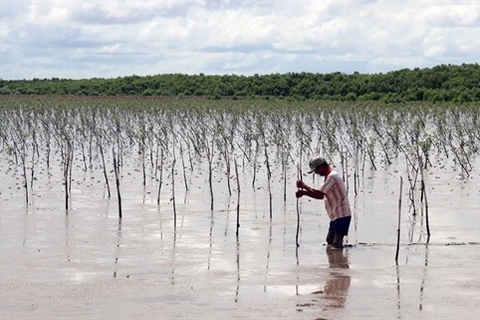 Farmers earn higher incomes from protecting mangrove forests 