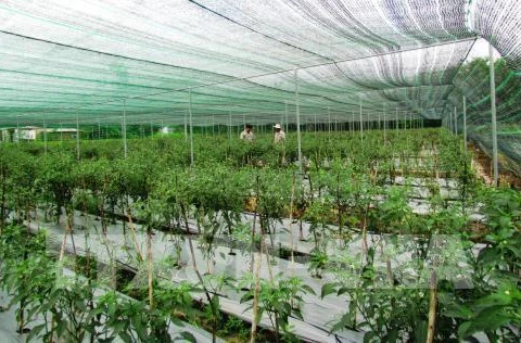Hau Giang reviews development of hi-tech farm zone