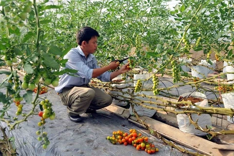 Quang Tri draws investment in hi-tech agriculture