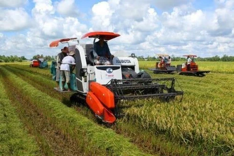 Can Tho’s agriculture production reports high growth in first half 