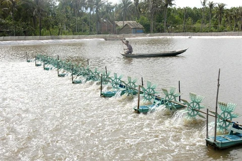 Tra Vinh farmers grow mangrove forests to breed shrimp