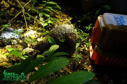 Endangered pangolins released into nature