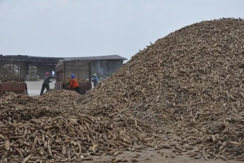 Thailand to export 1.5 million tonnes of cassava