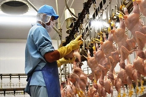 Vietnam’s poultry, livestock product exports increase