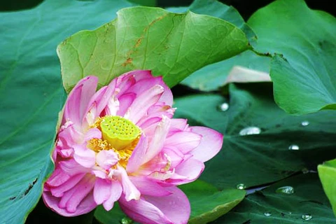 Lotus flower shows tranquil charm in summer heat