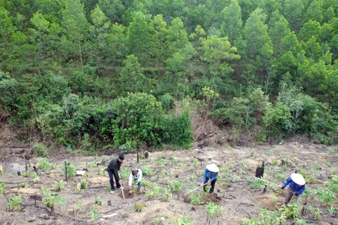 Quang Tri to have over 42,000ha of forest by 2020