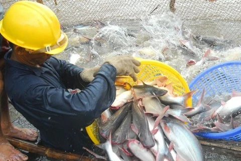 Shark catfish farming catching on