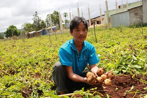 Lam Dong fights fake potatoes from China