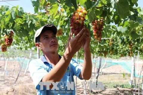 Ninh Thuan to grow more new, high-quality grape