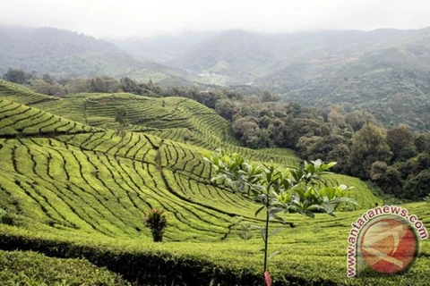 Indonesia's black tea wins international award