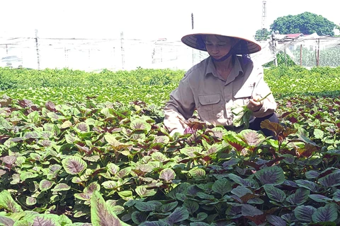 Vietnam’s organic farming expansion faster than world average