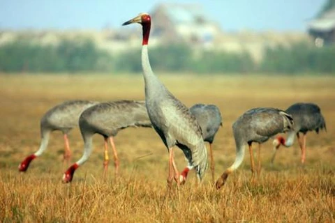 Only 11 sarus cranes spotted at Tram Chim National Park
