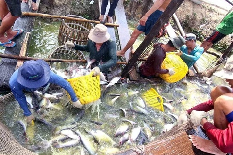 Agro-forestry-fishery exports hit 22.2 billion USD in first seven months