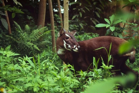 Nearly 7 bln VND for wildlife preservation in central Truong Son Range 