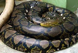 Hau Giang: Rare pythons released back into nature