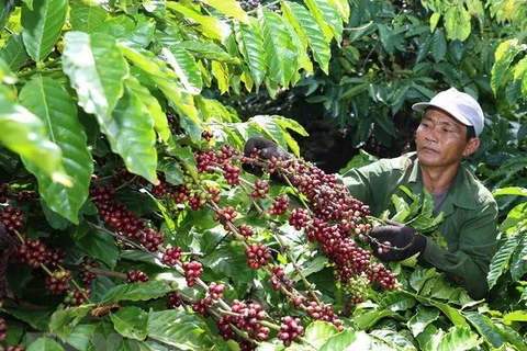 Building brand name for Vietnam’s coffee