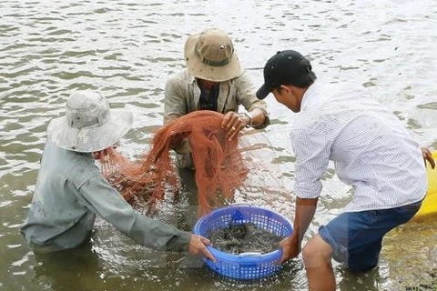 Tra Vinh takes measures to protect shrimps from disease
